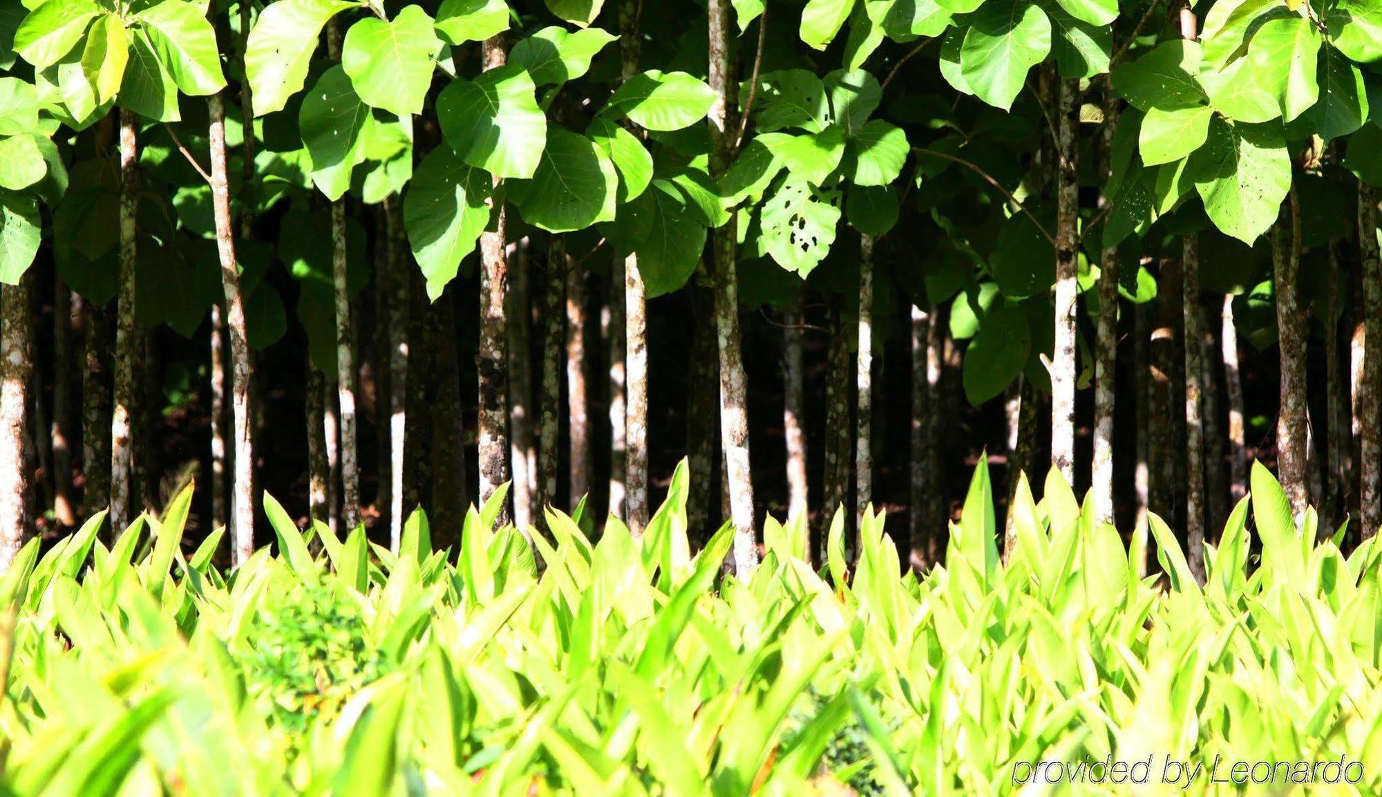 Machaca Hill Rainforest Canopy Lodge Punta Gorda Eksteriør billede